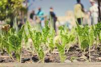 How to Start a Community Garden